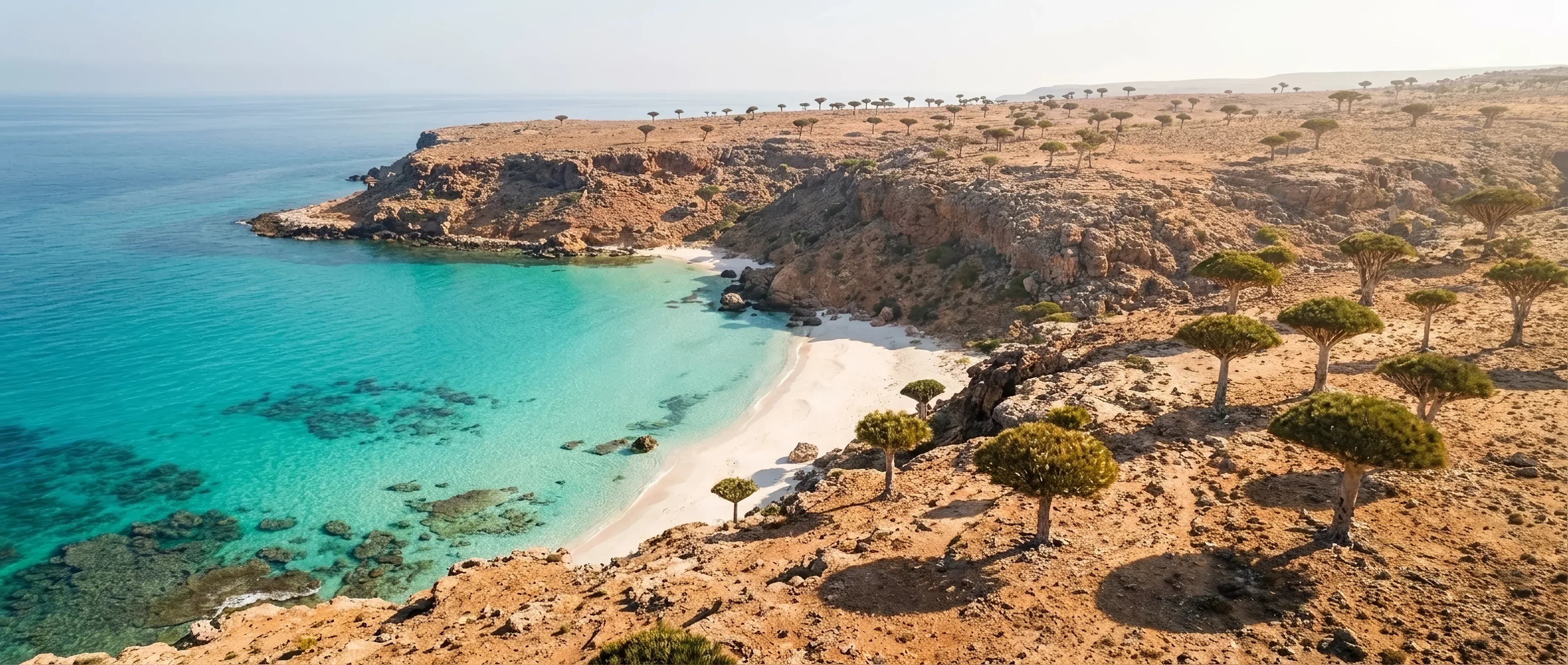 Aerial view of a white sand beach bordered by dragon blood trees and turquoise water